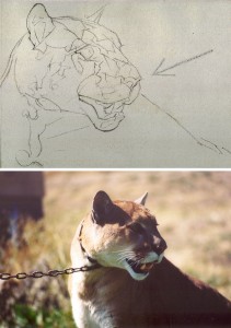 How To Draw a Cougar Step by Step