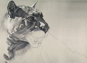 animal drawing 
