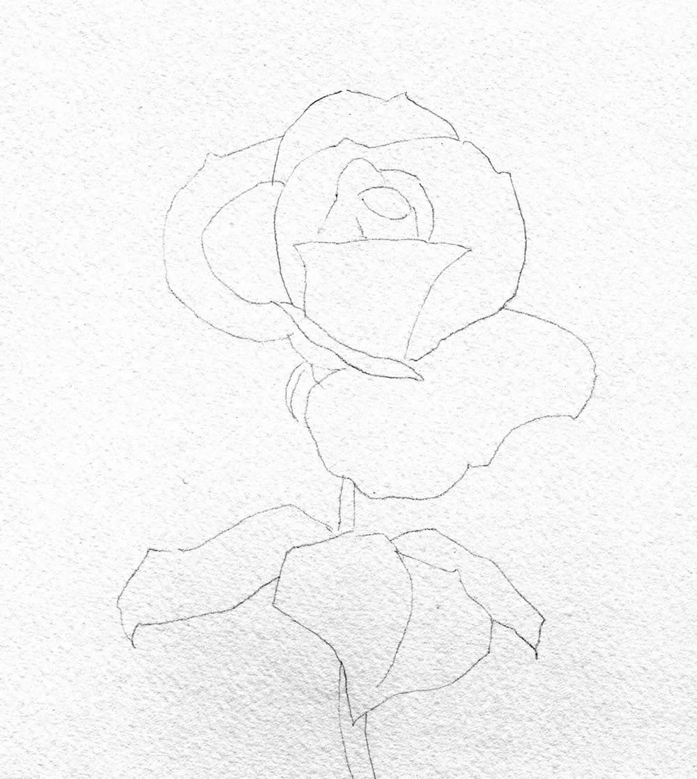 Simple Pink Rose Drawing