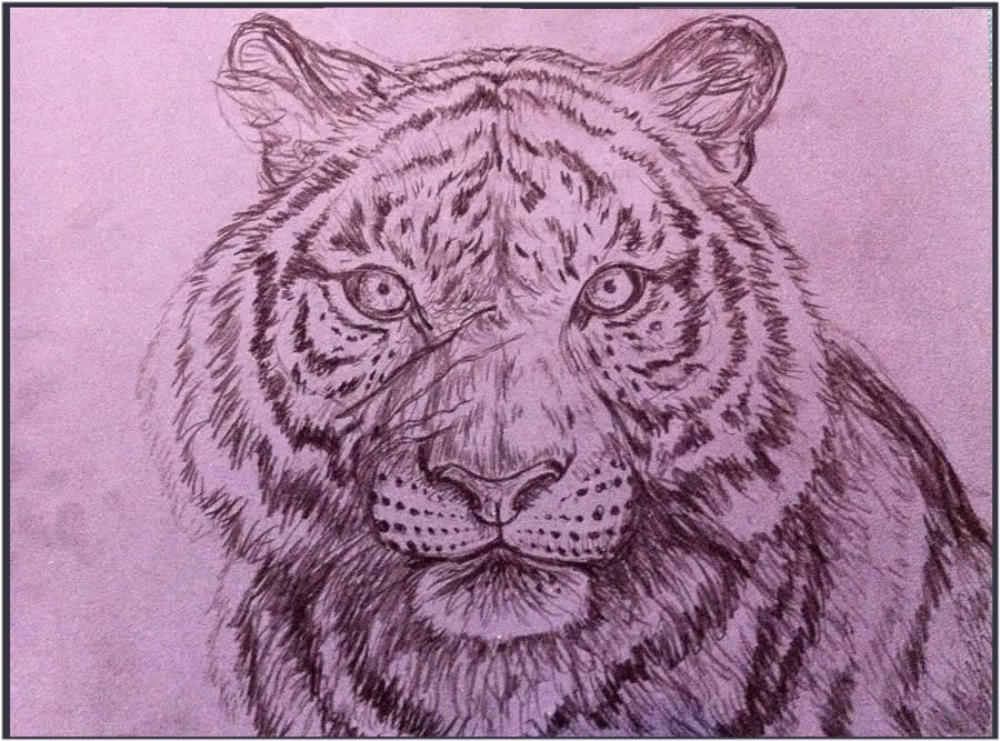 tiger-drawing-4