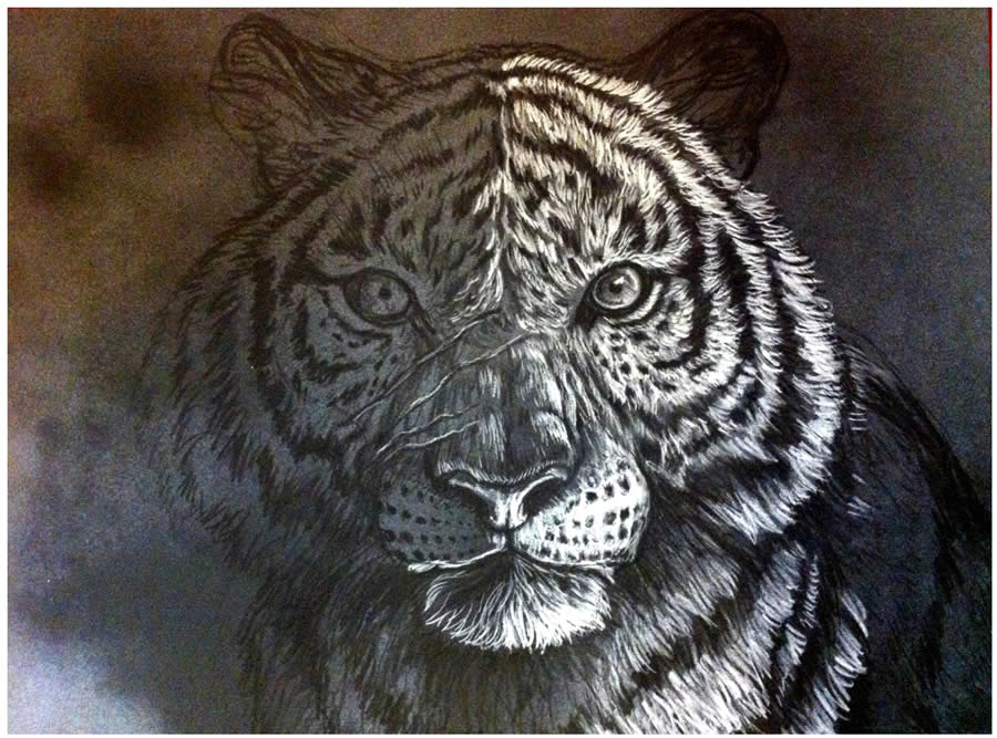 tiger-pastel-drawing-5