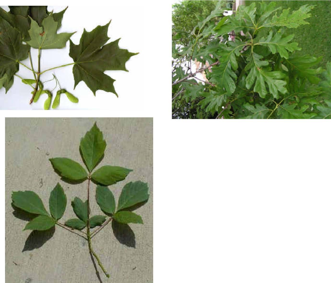 how to sketch leaves on a tree