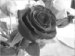 A gray version of the roses