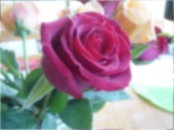 A blurred photo of the roses
