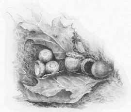 how to sketch a tree