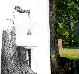 How to Draw Trees with Pen and Ink Image 2