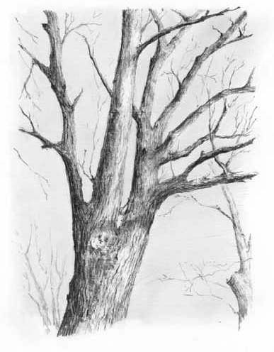 how to draw trees step by step