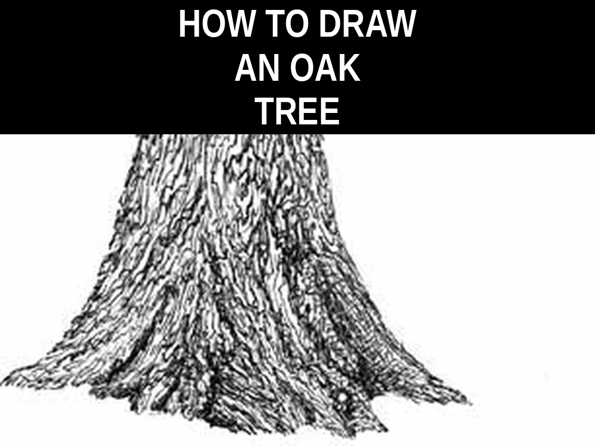 How to draw an oak tree