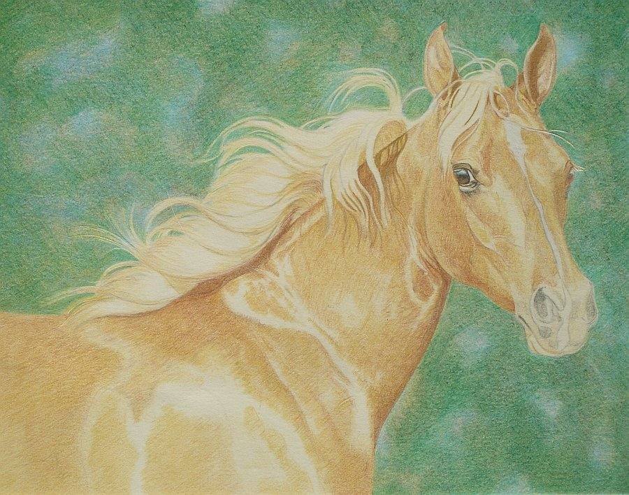 lewis-carrie-palomino-filly-15