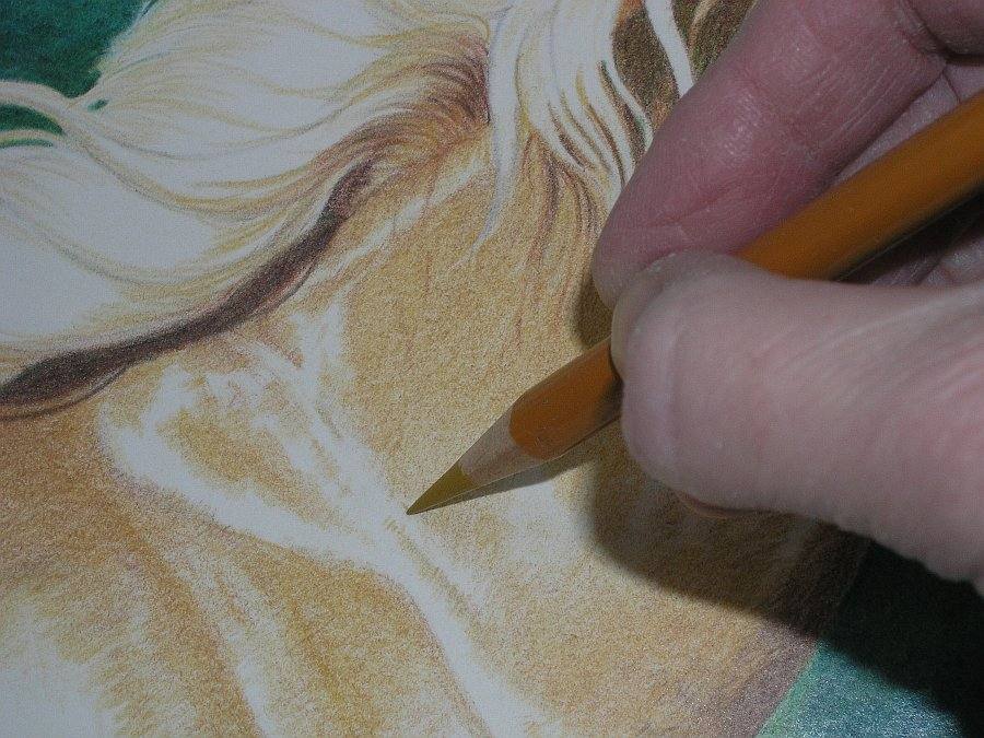 lewis-carrie-palomino-filly-21