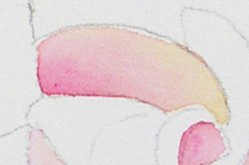 Watercolour Rose Painting Lesson 4