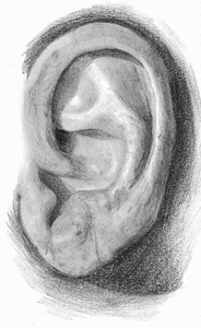 How to draw a realistic ear step by step